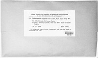 Tubercularia vulgaris image